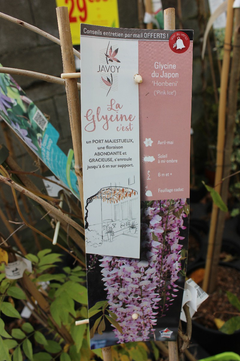 Glycine Du Japon Wisteria Floribunda Pink Ice Jardi Pradel