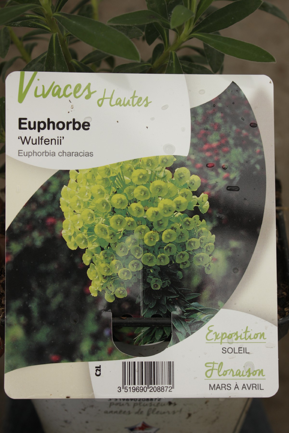 Euphorbe Wulfenii Euphorbia Characias Vivaces Jardi Pradel Jardi