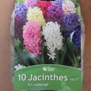 10-jacinthes-16-17-melange-2-Bulbes-fleuris-Jardi-Pradel-Jardinerie-Luchon